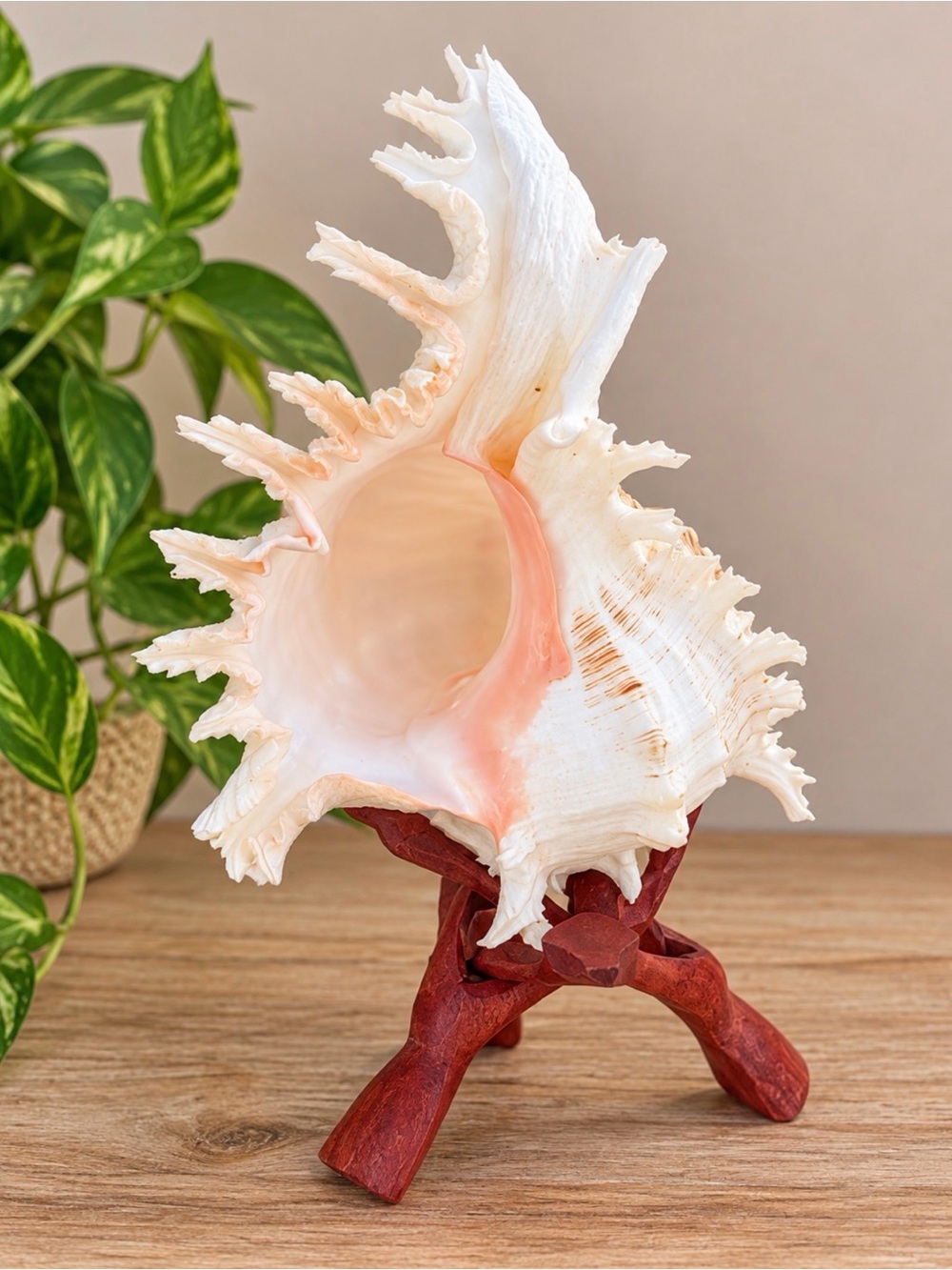 Large Murex Conch | Great for Airplants | Organic Earthy Art